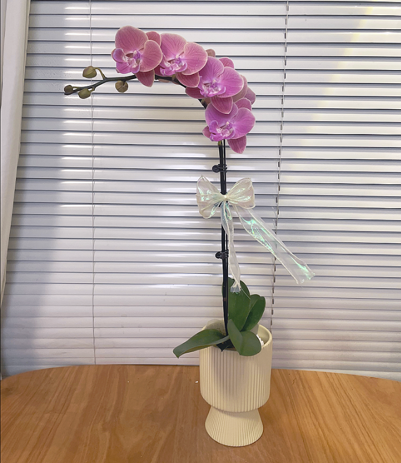 【唯美-蝴蝶兰】高端鲜花 送礼 家居摆件 易养花期长 基地直发 