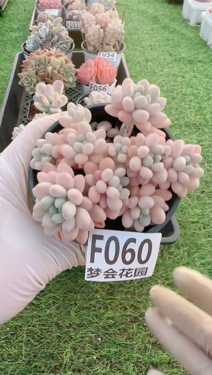 【闪购商品】梦会多肉一物一拍