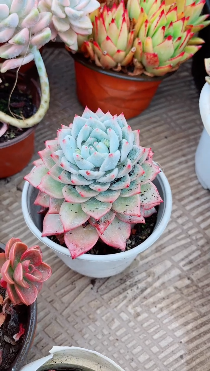 【闪购商品】07214