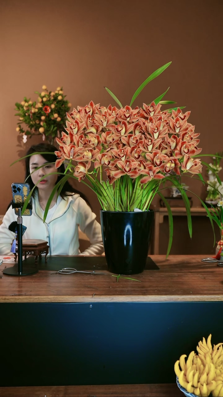 【闪购商品】盆景麒麟 礼盒