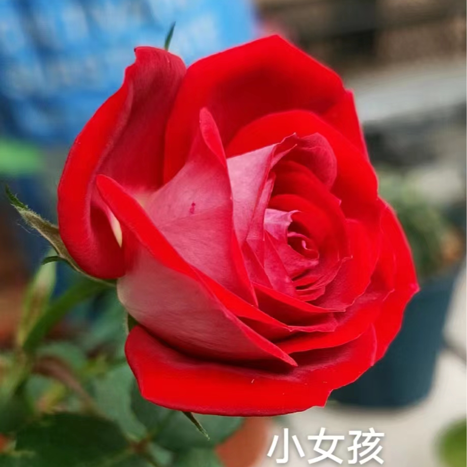 【小女孩】可藤可灌四季月季