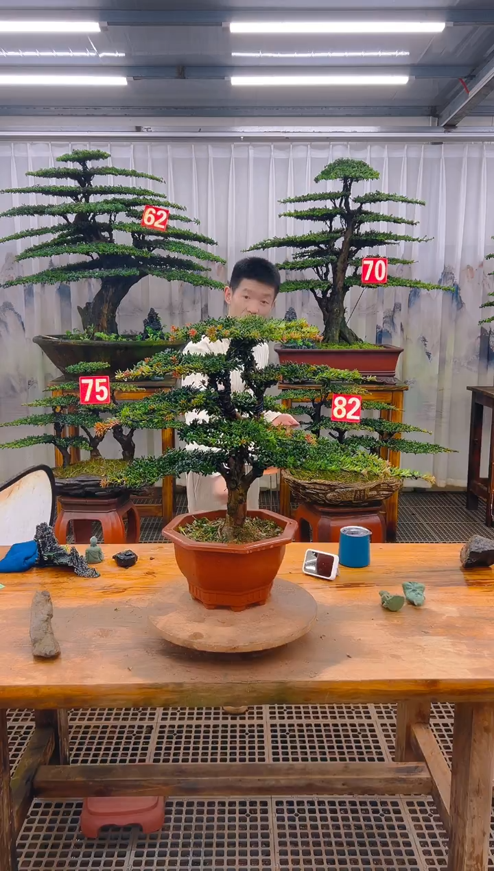 无花朵精品盆景直播间一物一拍