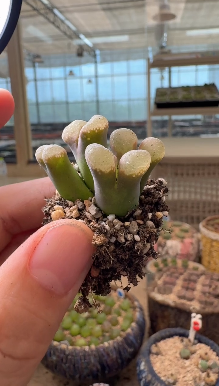 8-255多肉植物肉锥