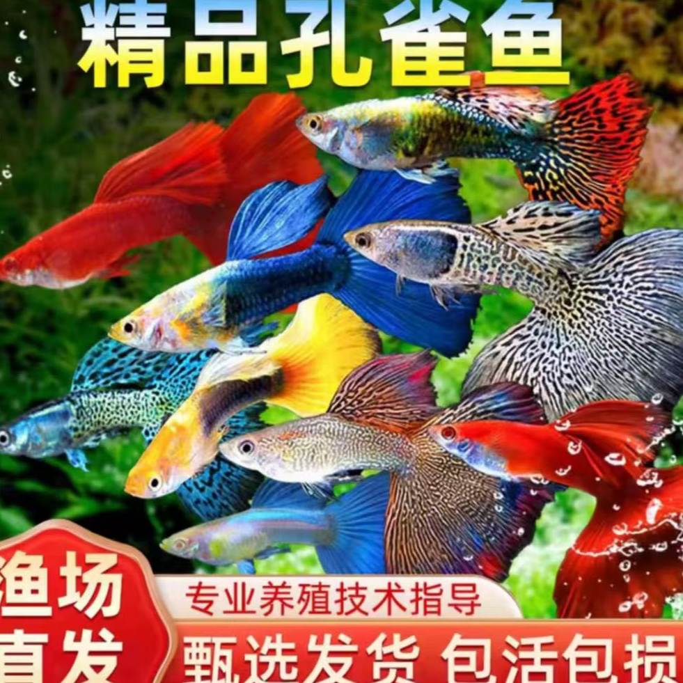 【全公鱼福利套餐】8条+2条备损孔雀鱼观赏鱼好看好养新手易繁殖鱼