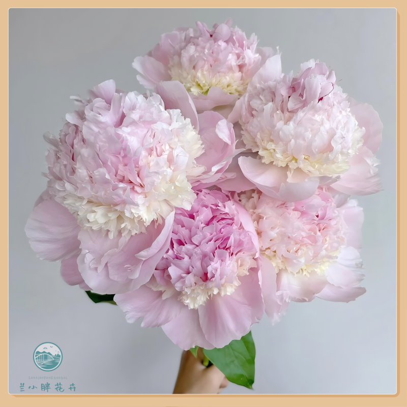 【甘肃自产】精选芍药-天使脸颊 鲜切芍药花5枝装 季节限定顺丰包邮