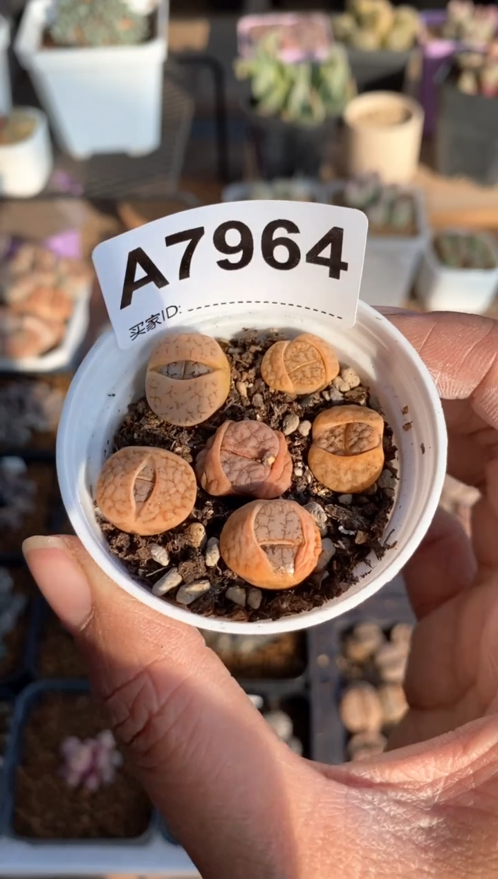 【闪购商品】7964直播一物一拍