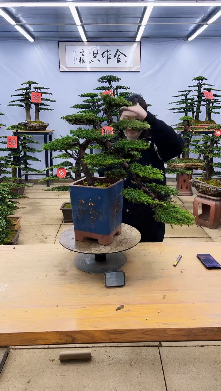 【闪购商品】高端盆景一物一拍，所见即所得