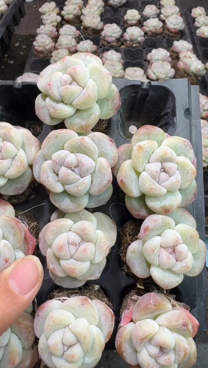 【闪购商品】49号到手一框-江北一物一拍