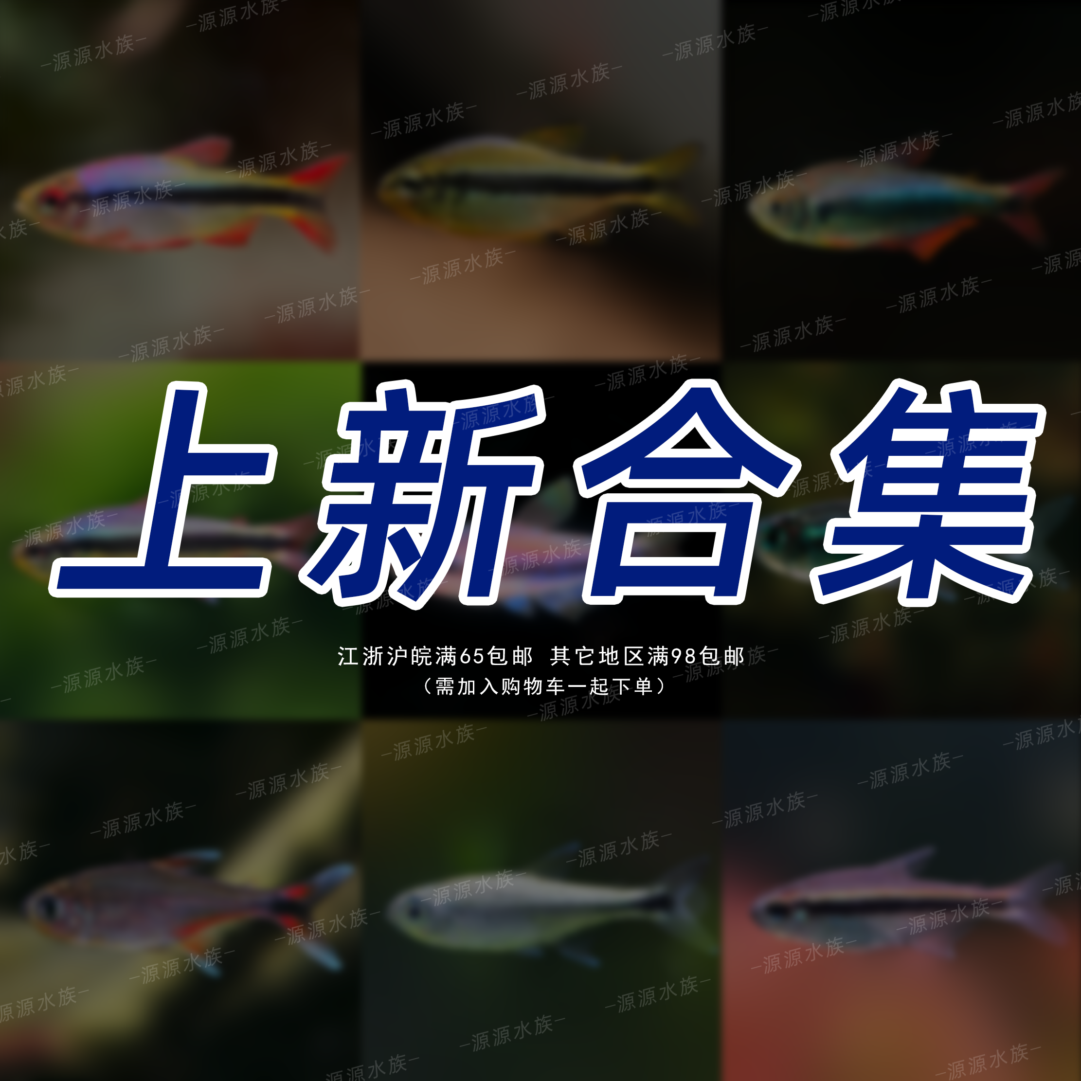 【源源水族】热带灯鱼上新合集