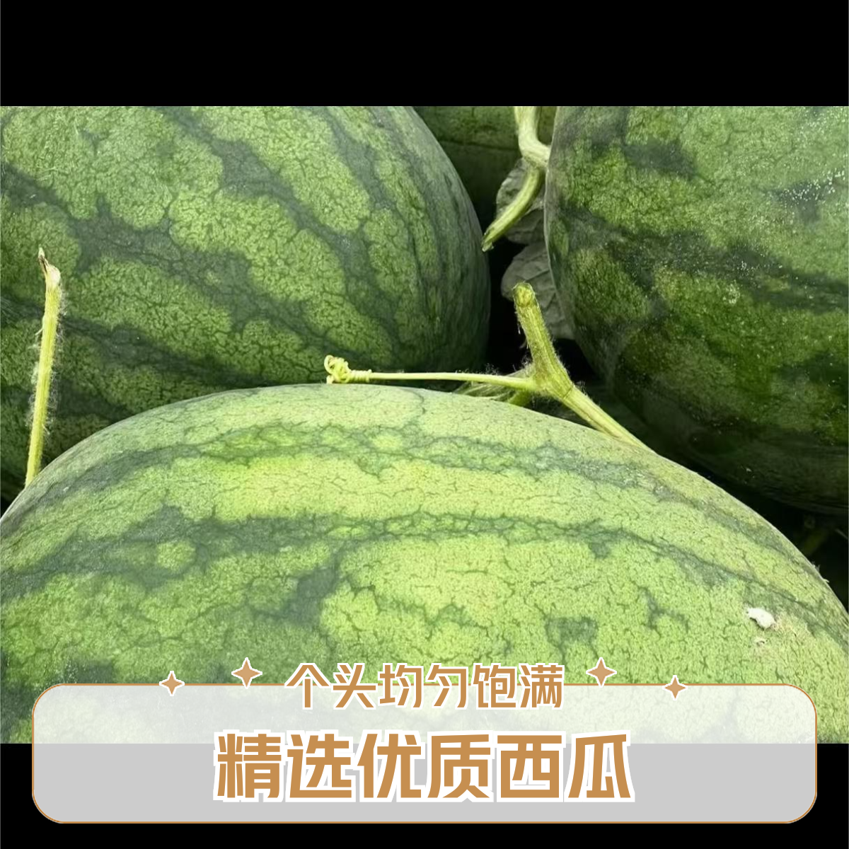 【旺物甄选】山东沙地龙卷风西瓜9-10斤斤左右（±100g）山东省