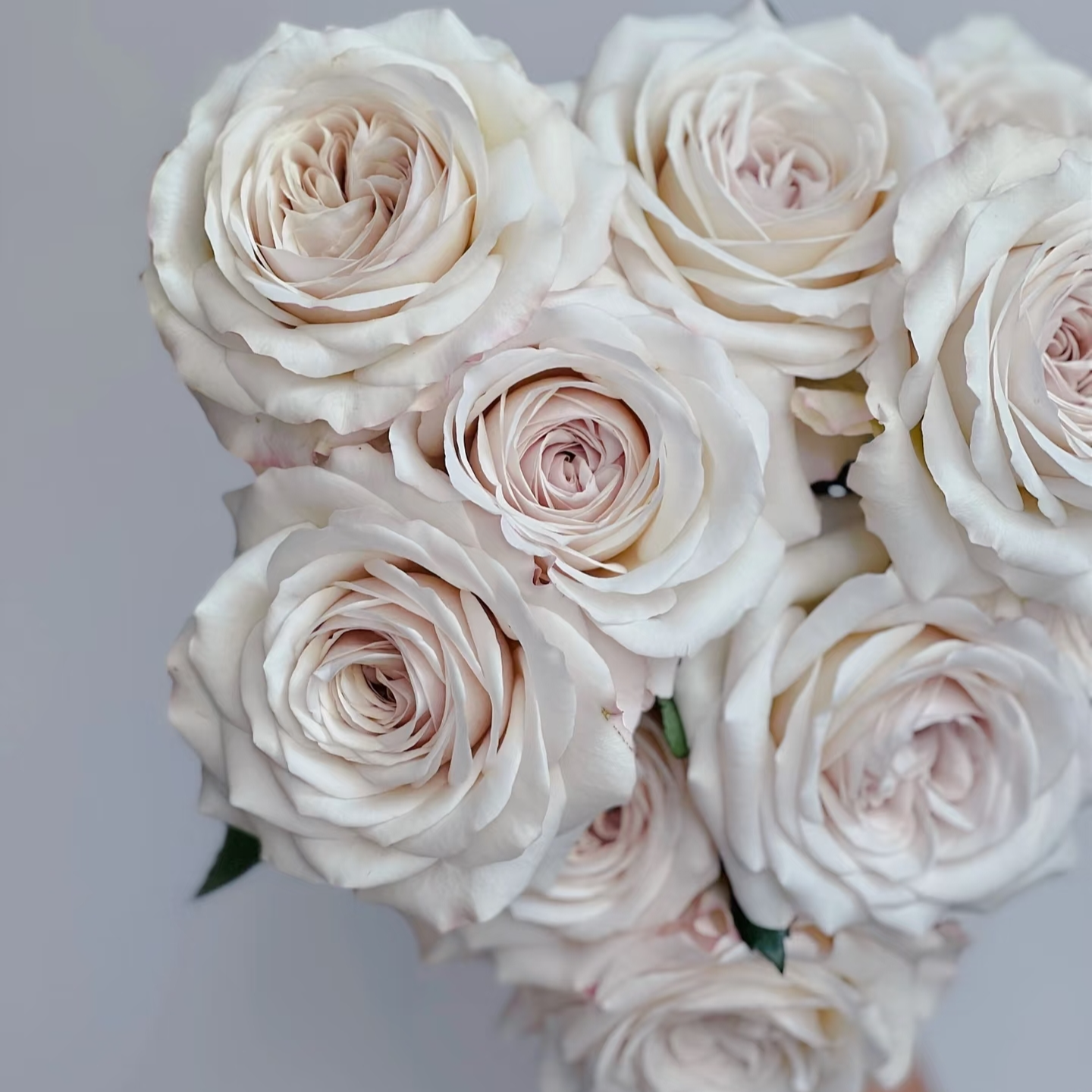 【银色衬裙】 银灰紫色大花抗病勤花切花月季  1加扦插