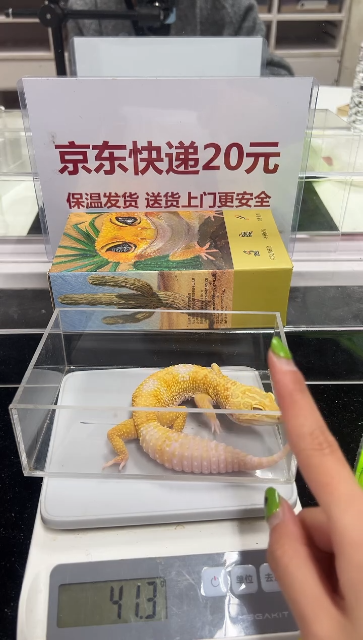 豹纹守宫007豹纹守宫