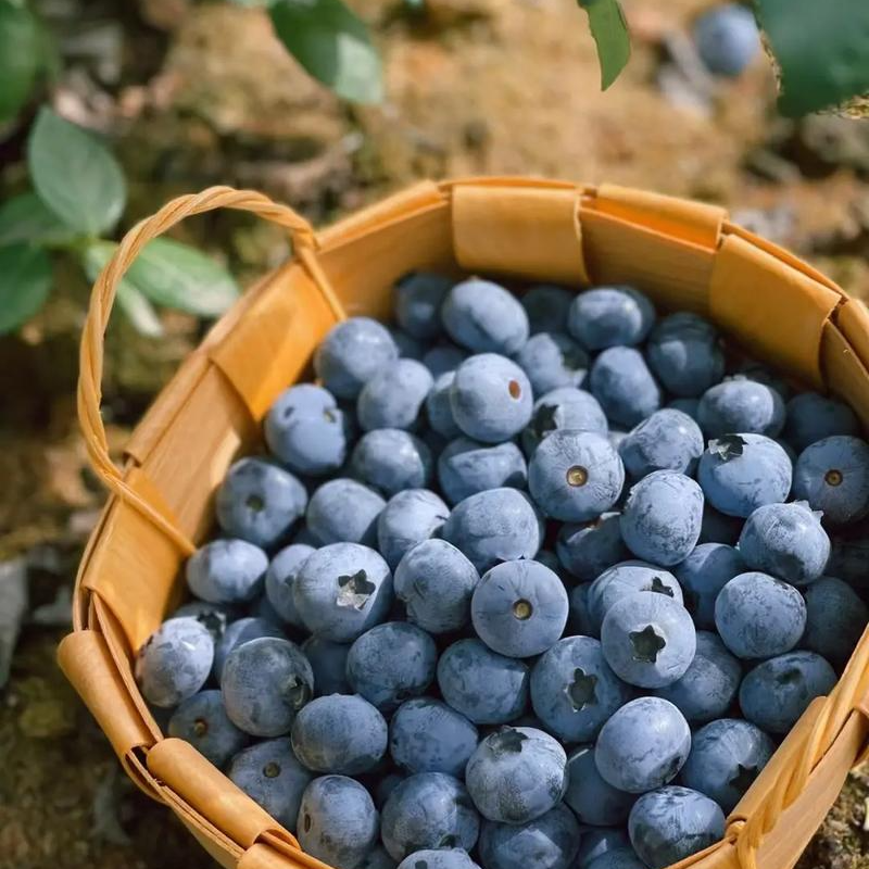 【三八节爱自己】云南佳沃蓝莓18mm净重3斤果肉紧实饱满轻咬爆浆脆甜爆汁鲜果（25）