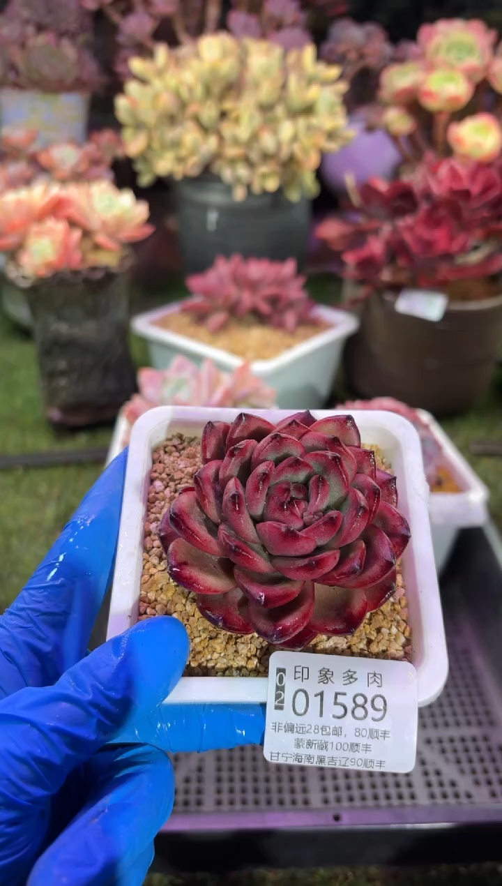 【闪购商品】01589