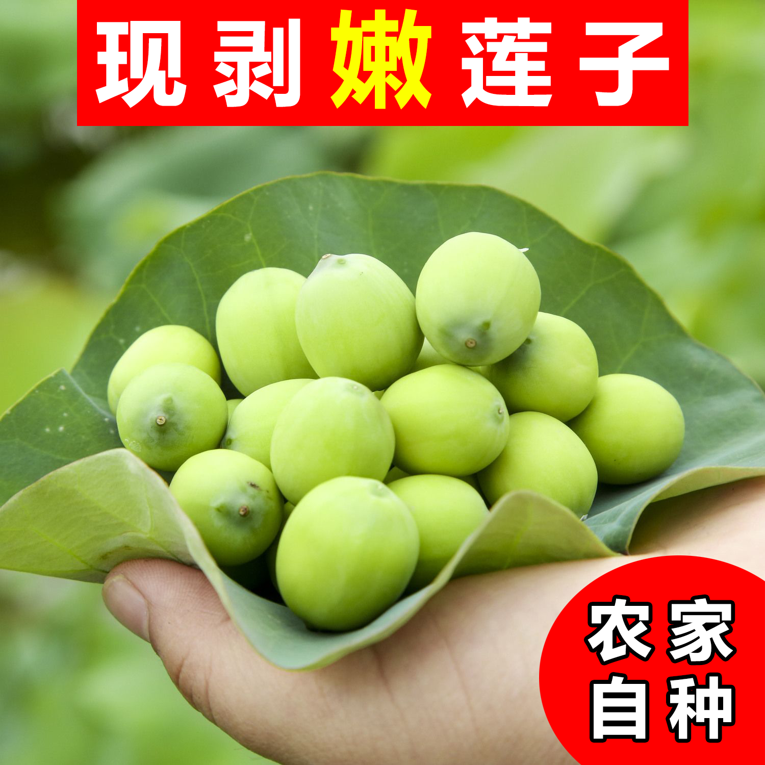 【十元一斤 买一斤送半斤】鲜嫩莲子米现剥现发新鲜莲子可生吃