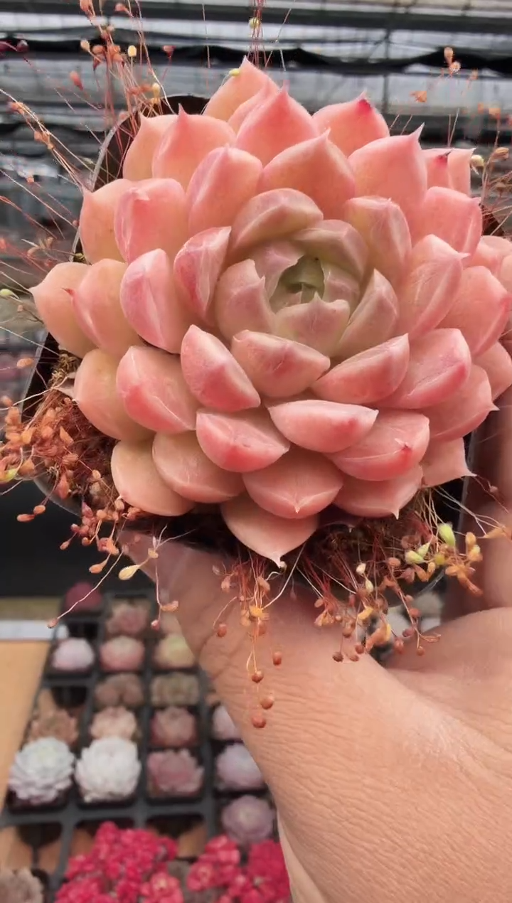 东云多肉园新款-412