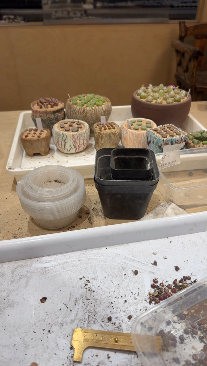 开***?多肉植物肉锥4-409