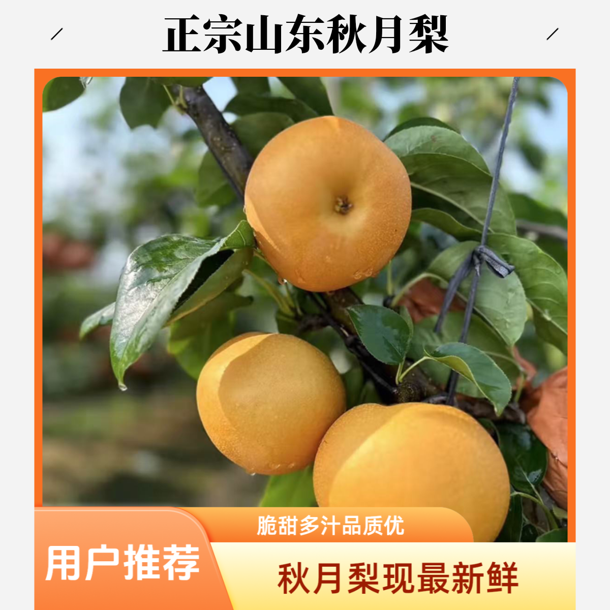正宗秋月梨新鲜现摘现发脆甜多汁当季水果整箱山东省