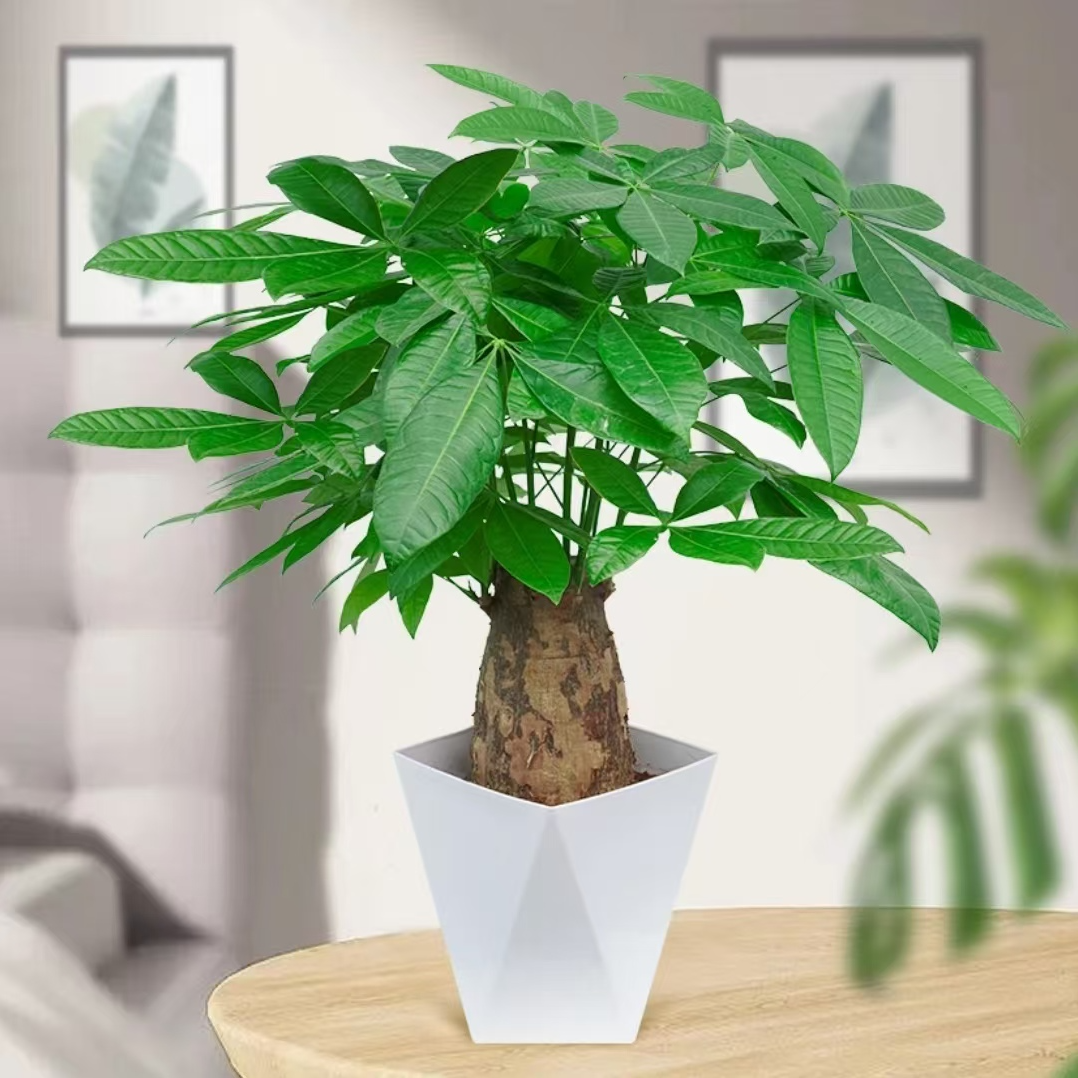 【买一送一】【发财树】四季常青寓意吉祥桌面装饰美观绿植室内好养护