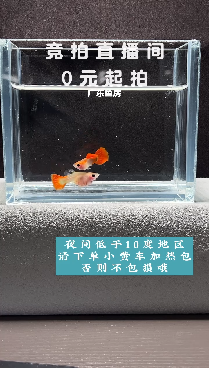 孔雀鱼带胎红礼服玻璃猫一对编号54
