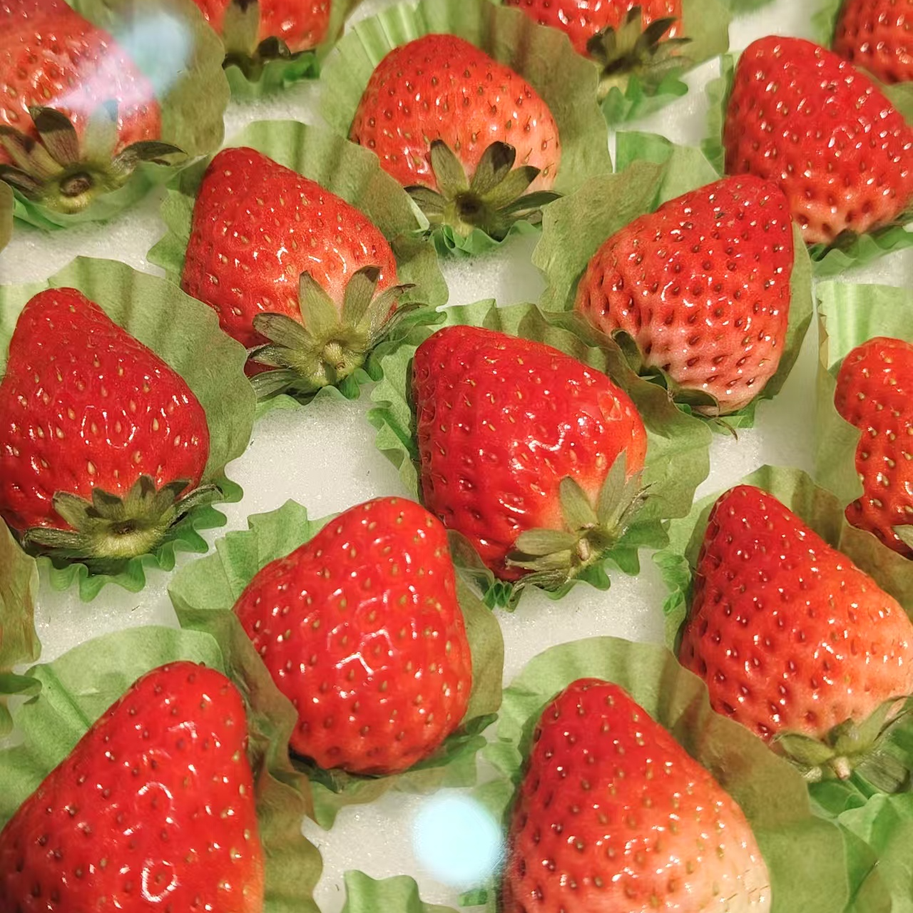 丹东九九草莓四斤辽宁省