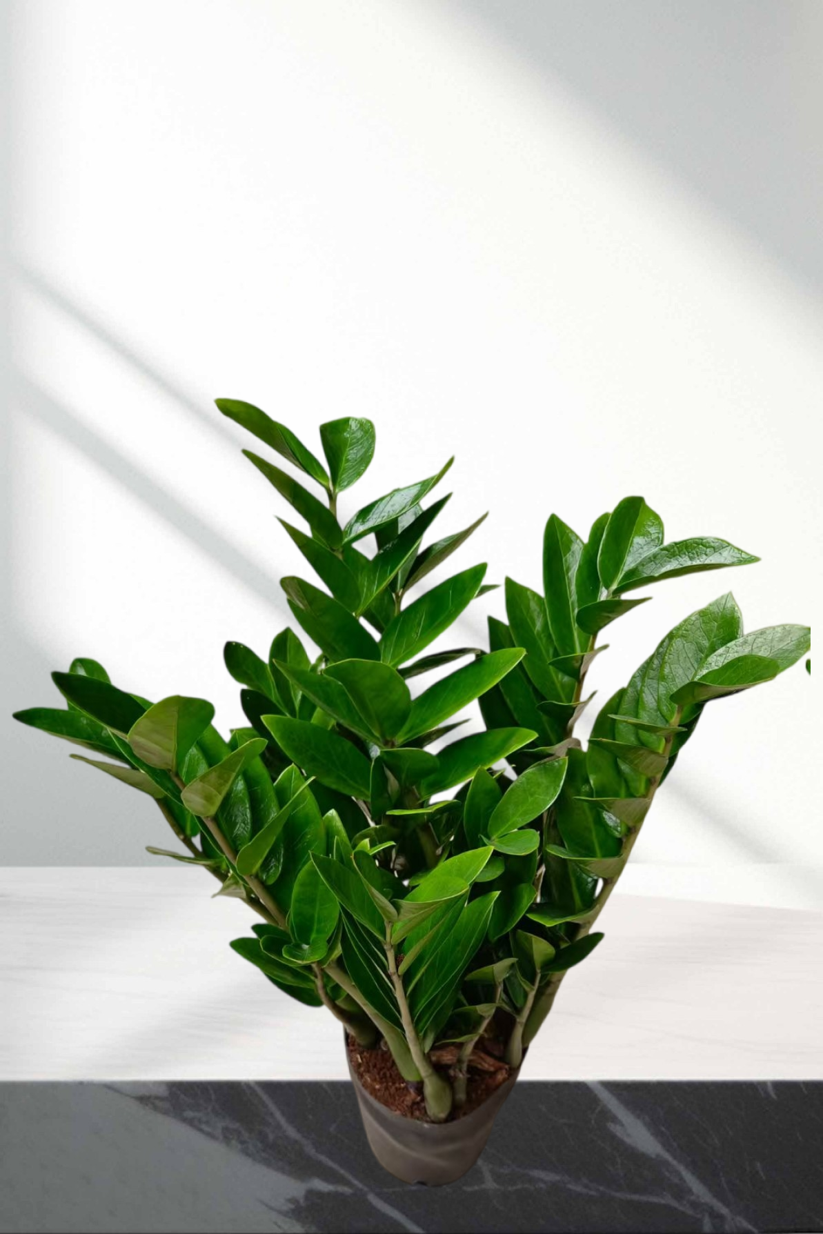 办公室迷你桌面金钱树盆栽