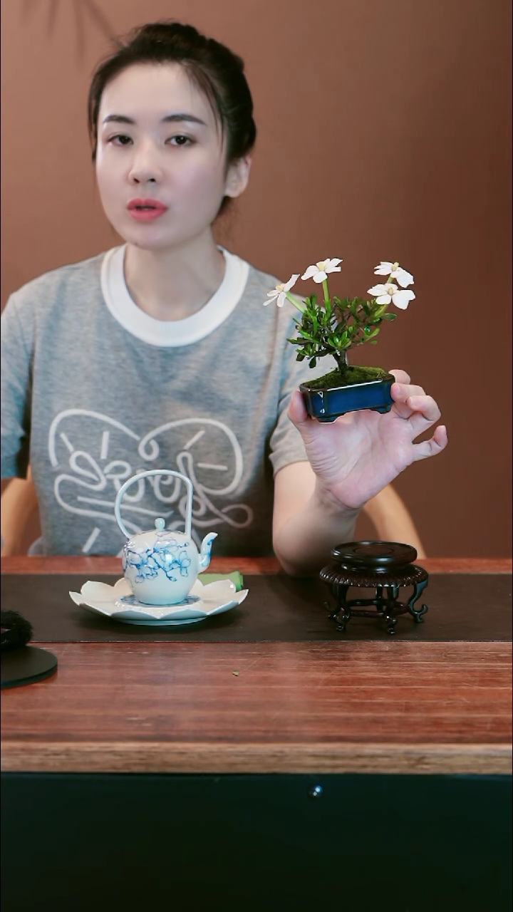 栀子花盆景盆景盆景