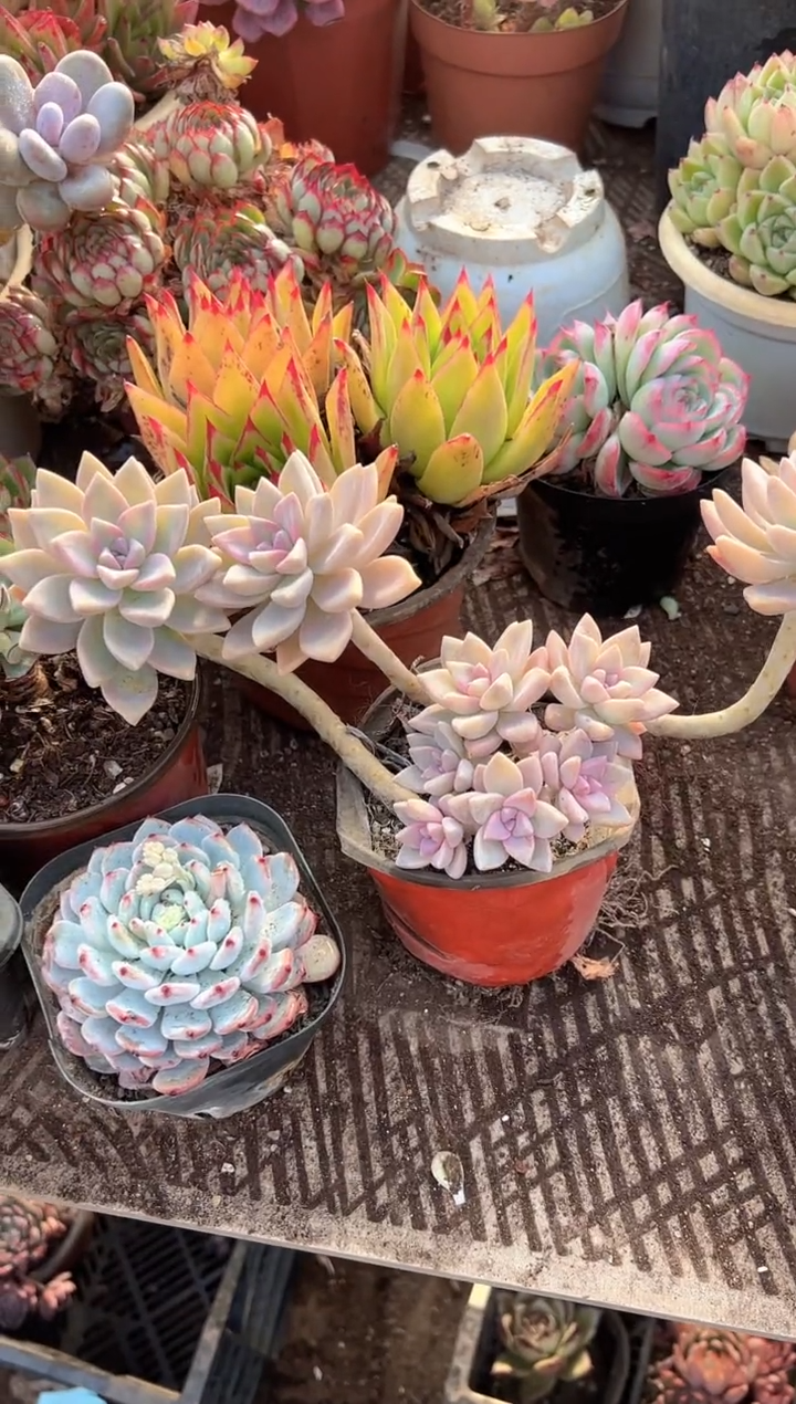 ?***子多肉植物一物一拍09256