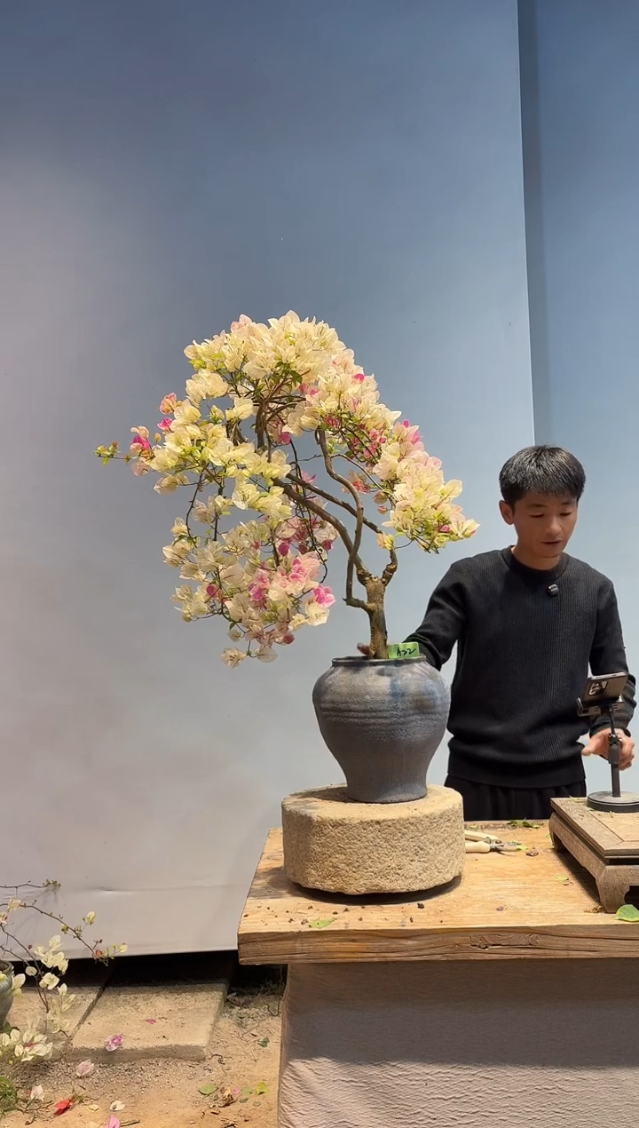 以实际为准三角梅A22