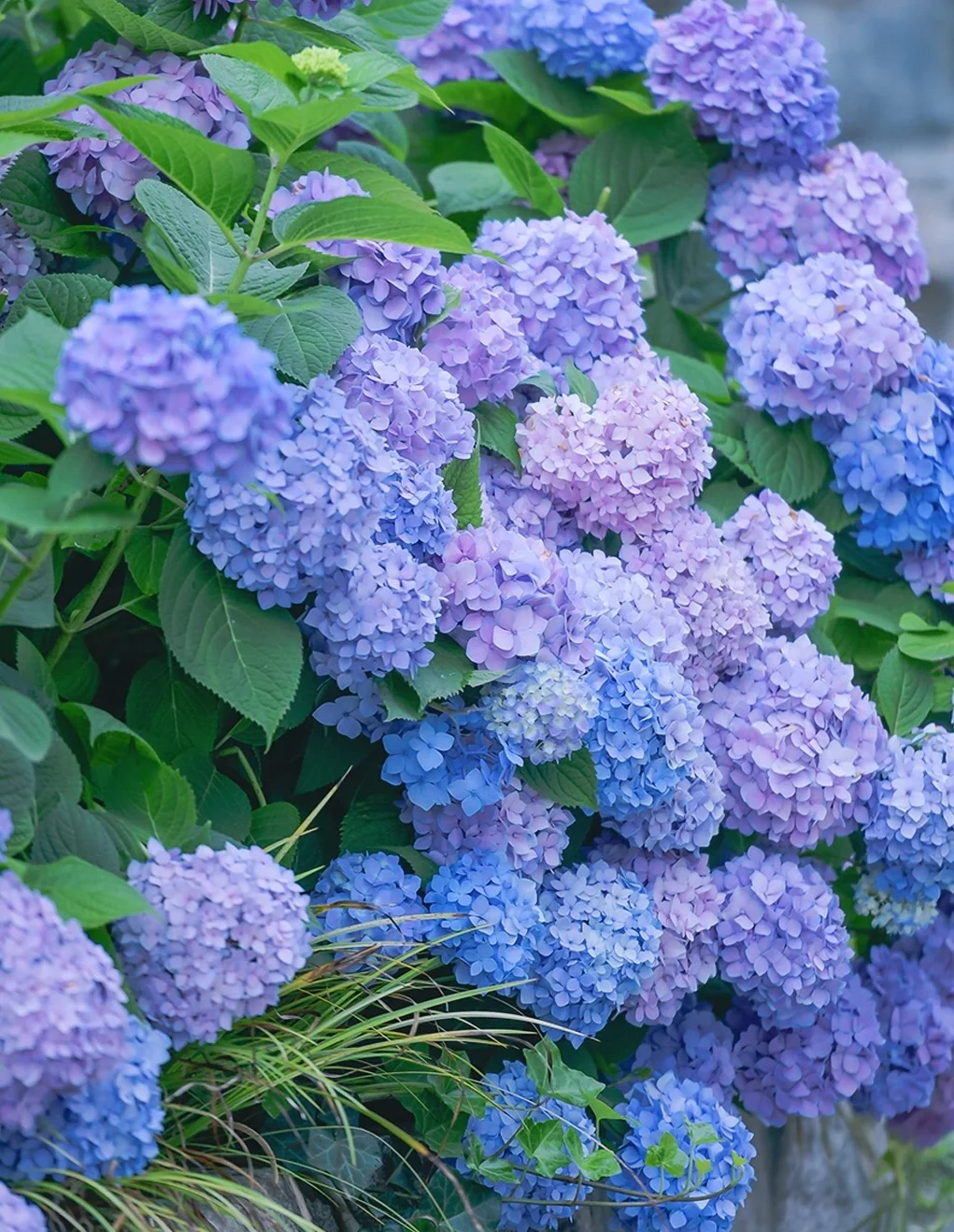 大花绣球 无尽夏  多花苞庭院花园钟值多年生观花植物
