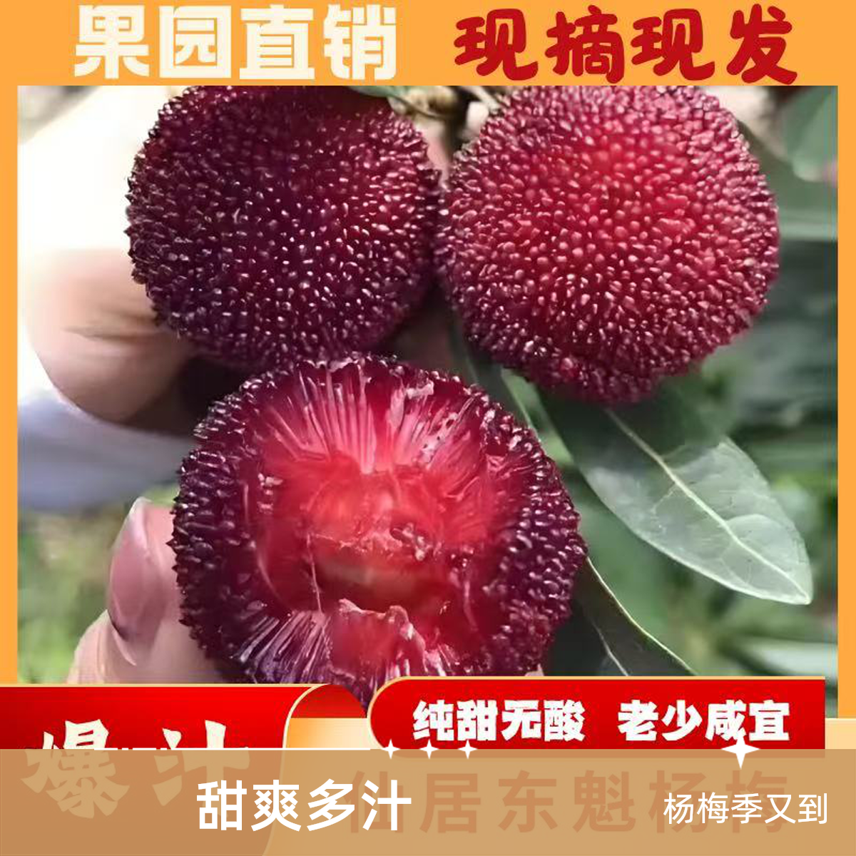 【买一送一】正宗仙居杨梅8-13g新鲜采摘爆汁甜爽当季水果礼盒装顺丰/京东发货浙江省