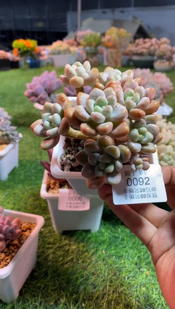 【闪购商品】0092a