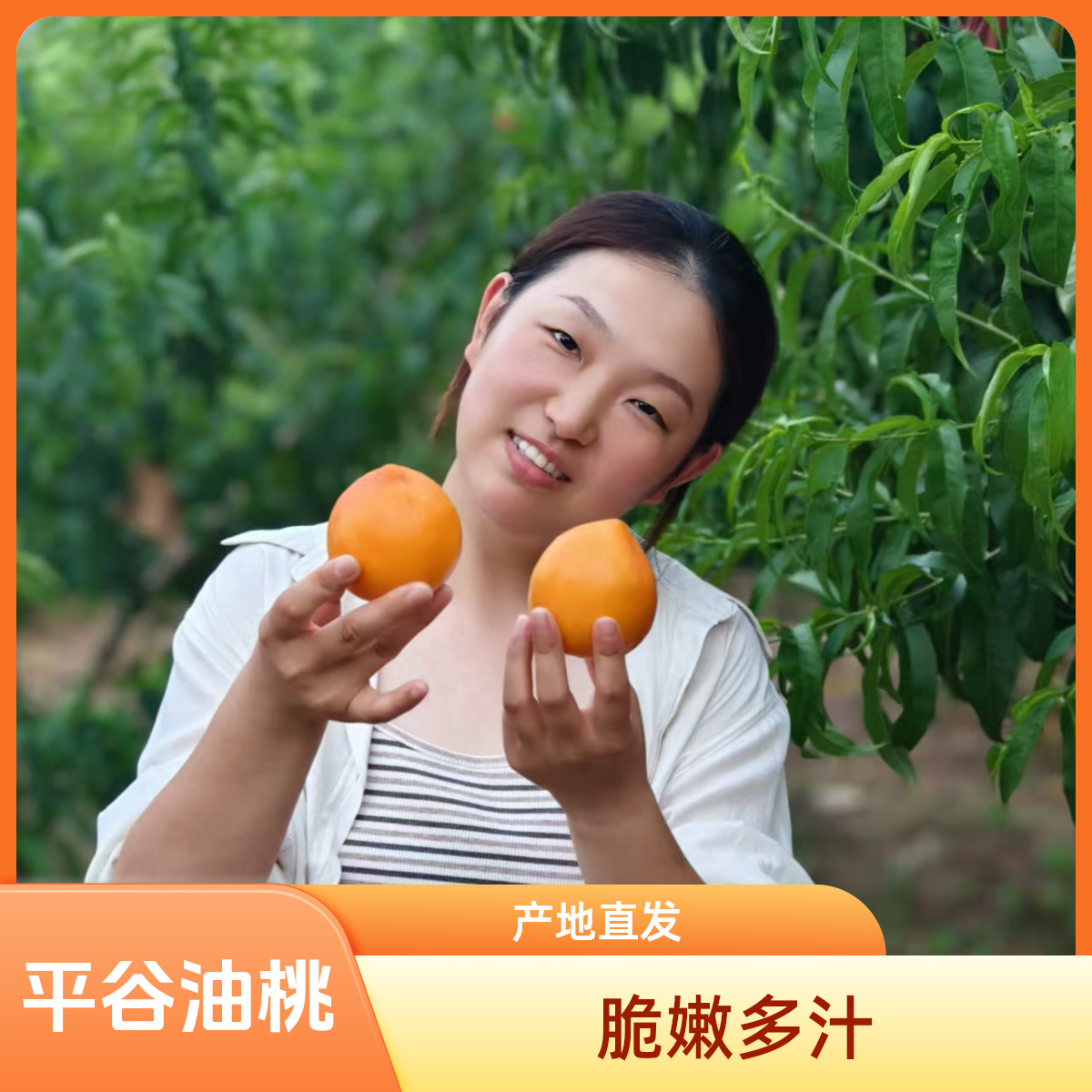 【平谷黄金油桃】刘家店产地直发绿色【孕妈放心吃】100g-250g桃子同城送北京市