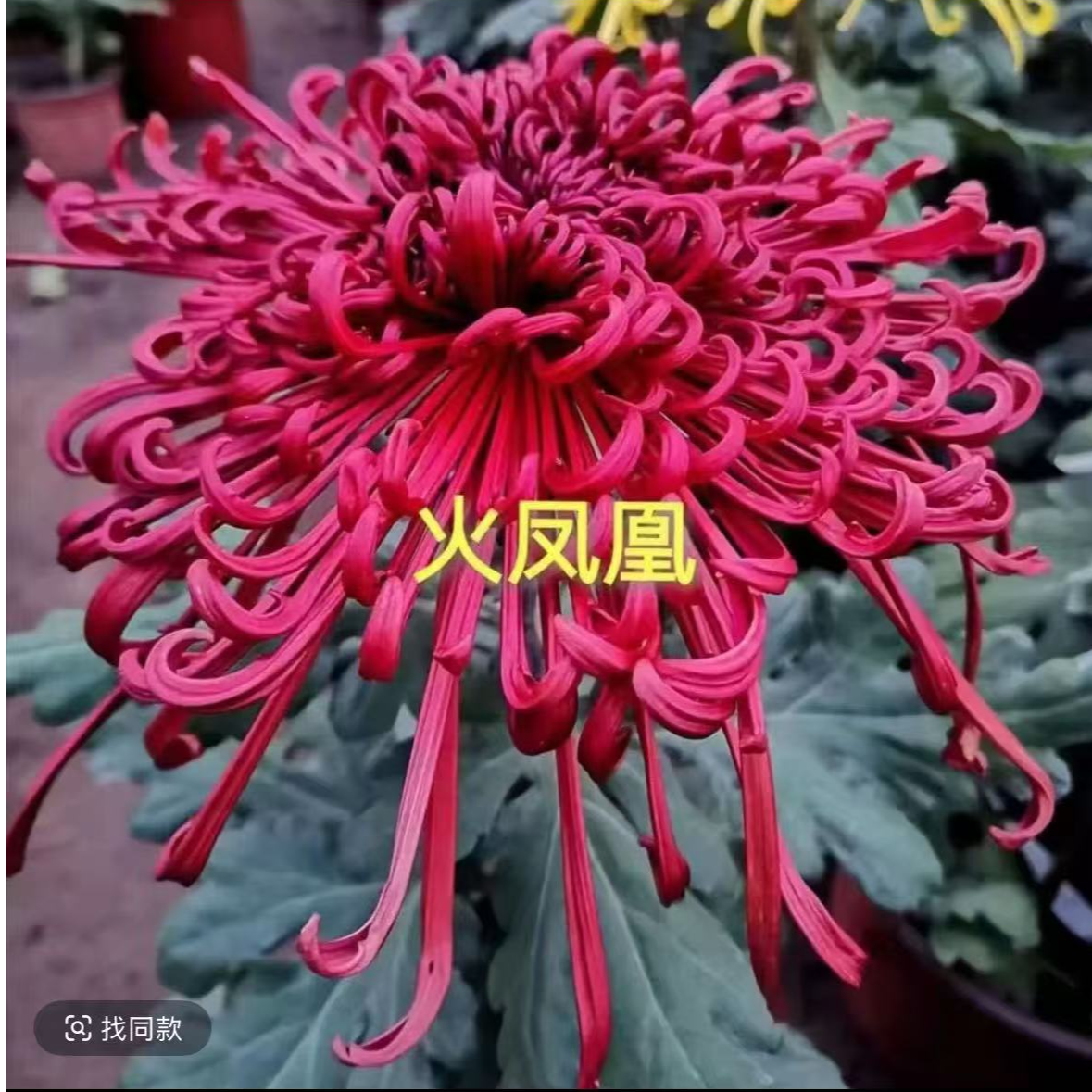 【火凤凰】菊花盆栽带花苞发货大花特色花卉绿植