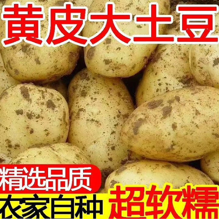 黄皮黄心农家土豆新鲜现挖沙糯粉面炒菜炖汤必备蔬菜蒸煮等