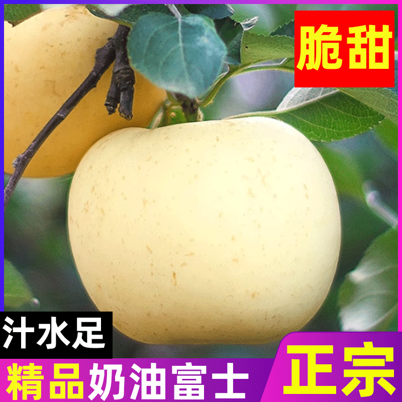 直播专属当季烟台栖霞奶油富士鲜摘富士苹果奶油富士苹果产地直发