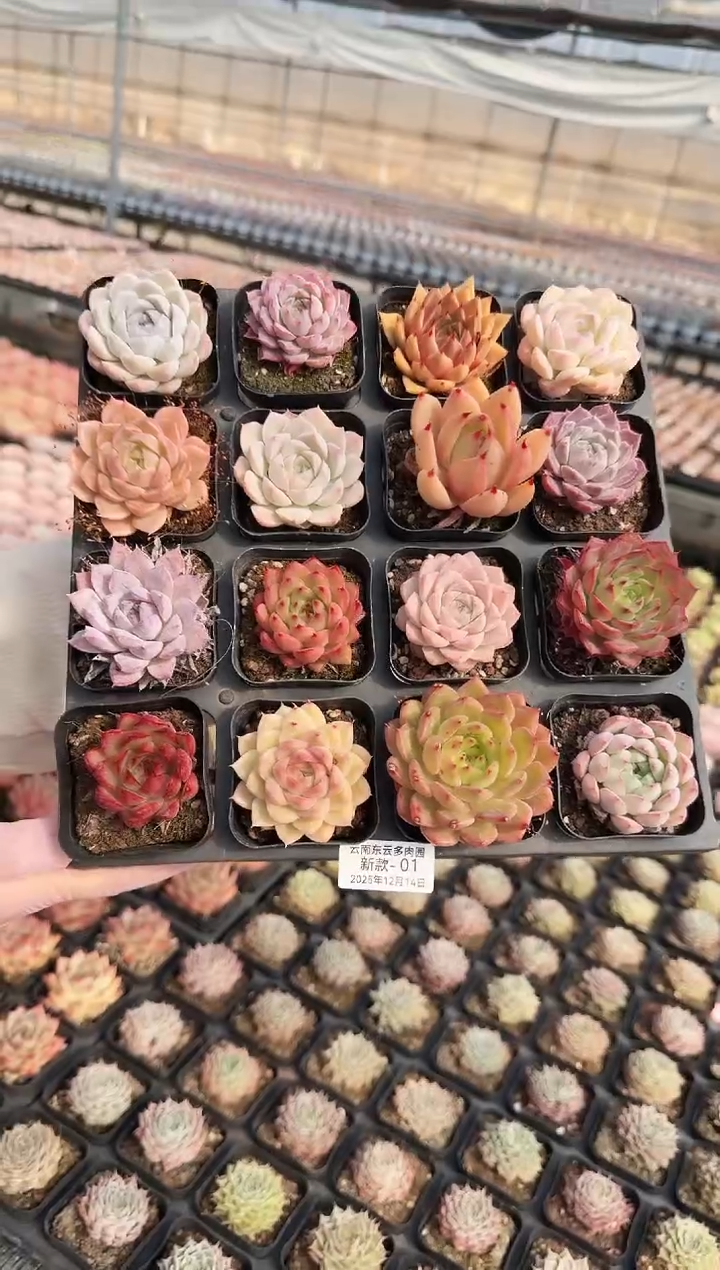 东云多肉园新款-01