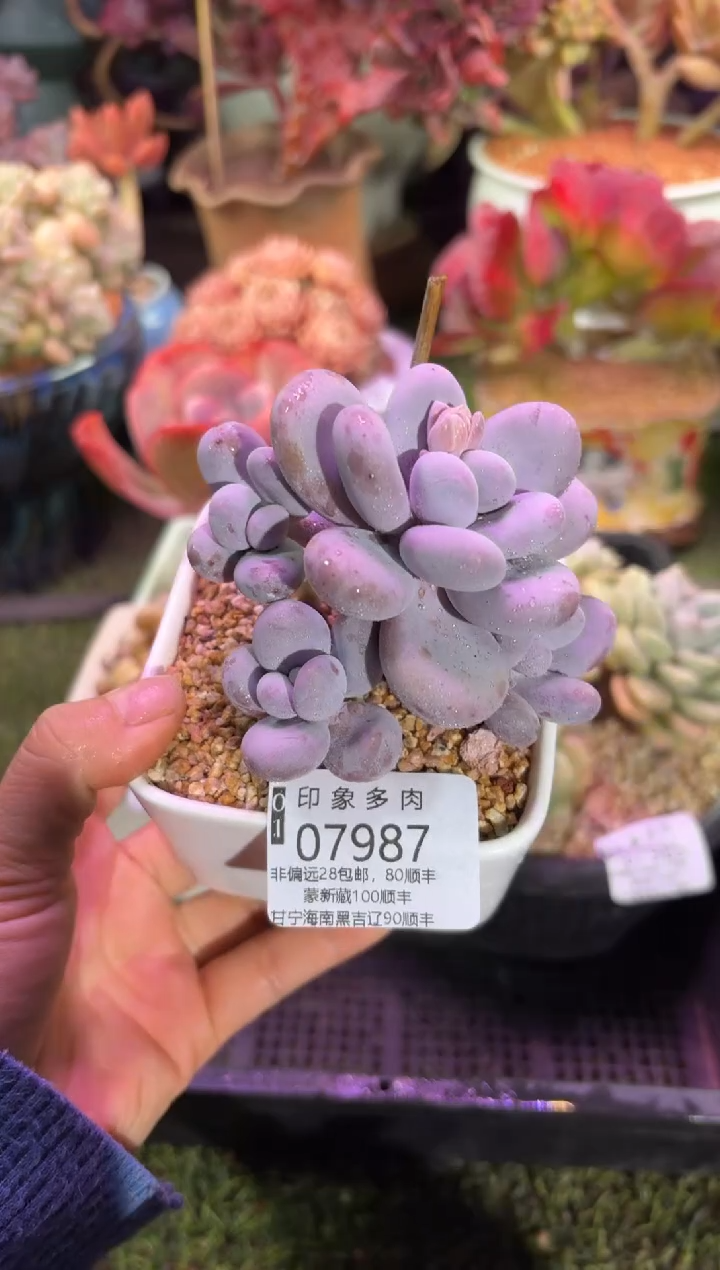 【闪购商品】07987