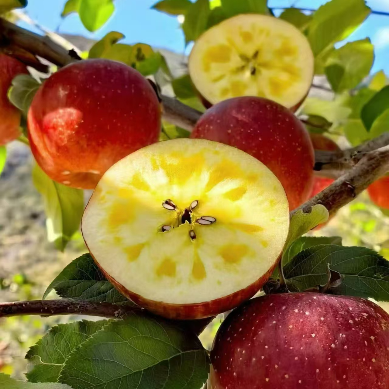 【陈灵岳甄选】“嘻嘻农业”藏区雪域冰糖心苹果一箱 净重约5.8斤