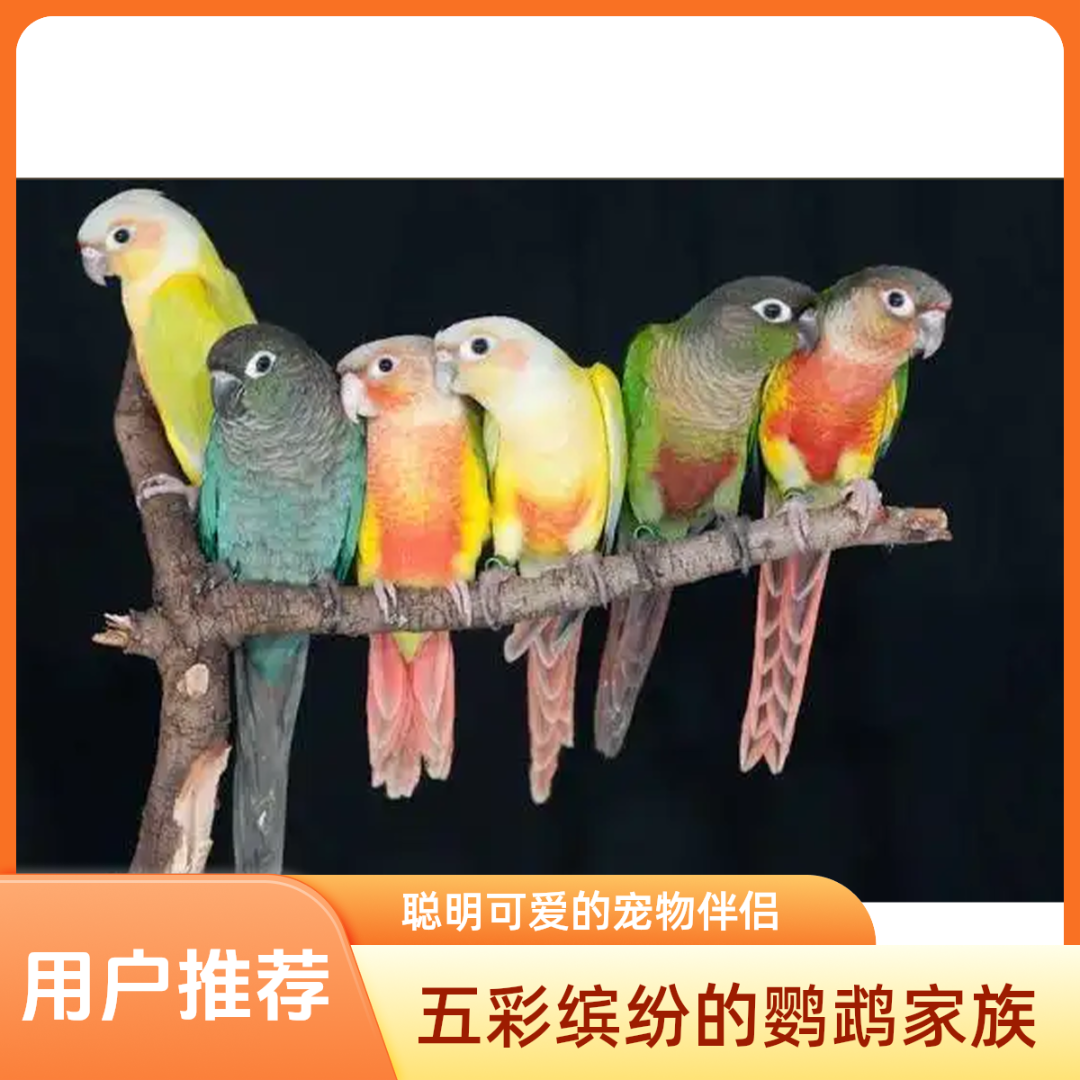 活体鹦鹉各种手养鹦鹉