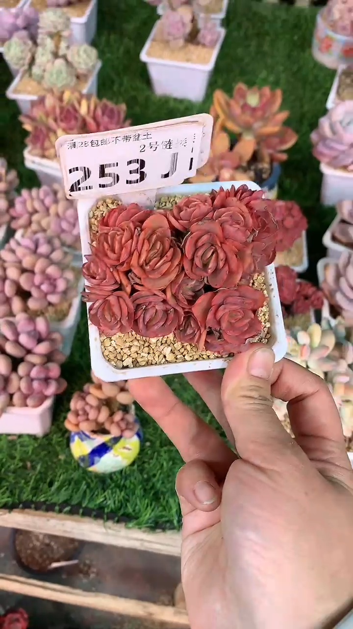 【闪购商品】253JJJ