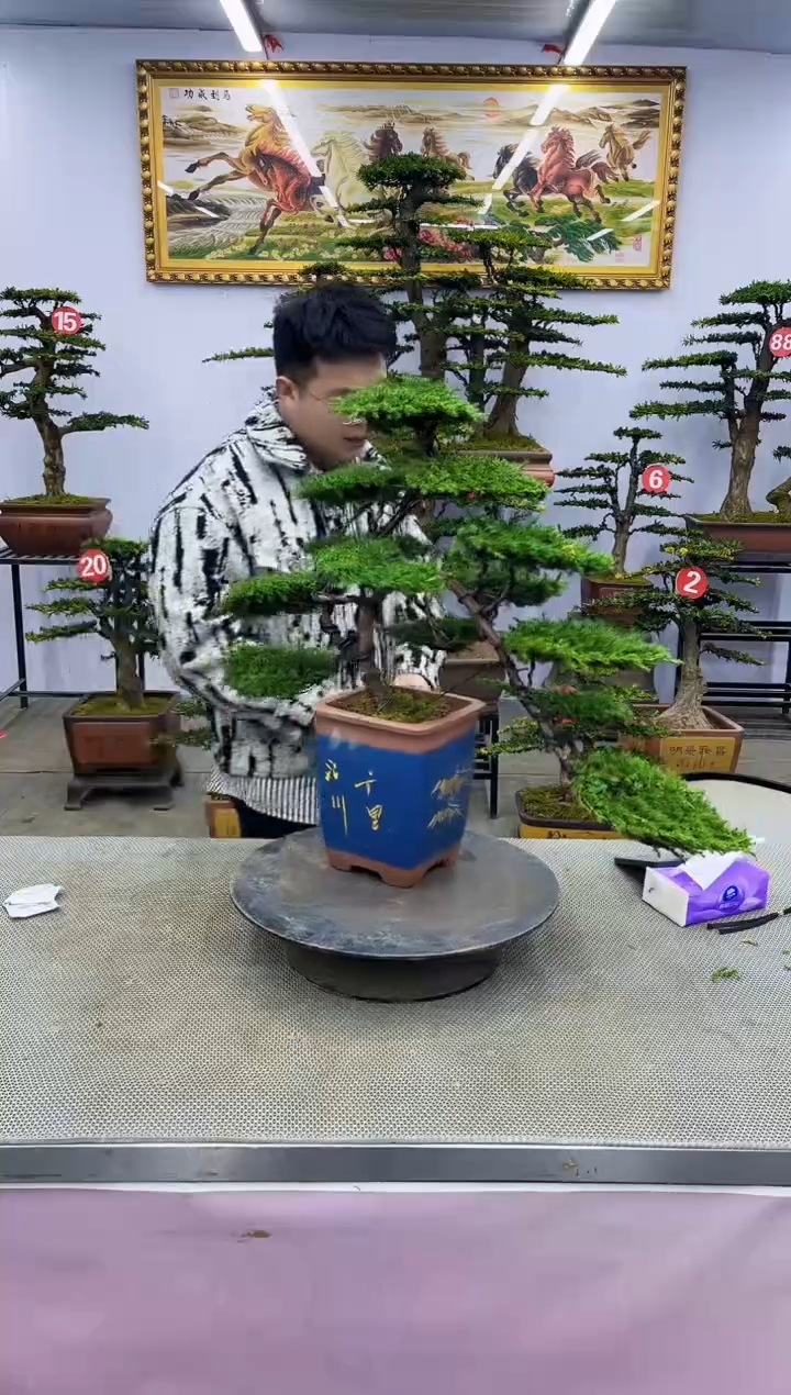 【闪购商品】八斗松/松类活物造型盆景，以直播间截图为啊啊啊