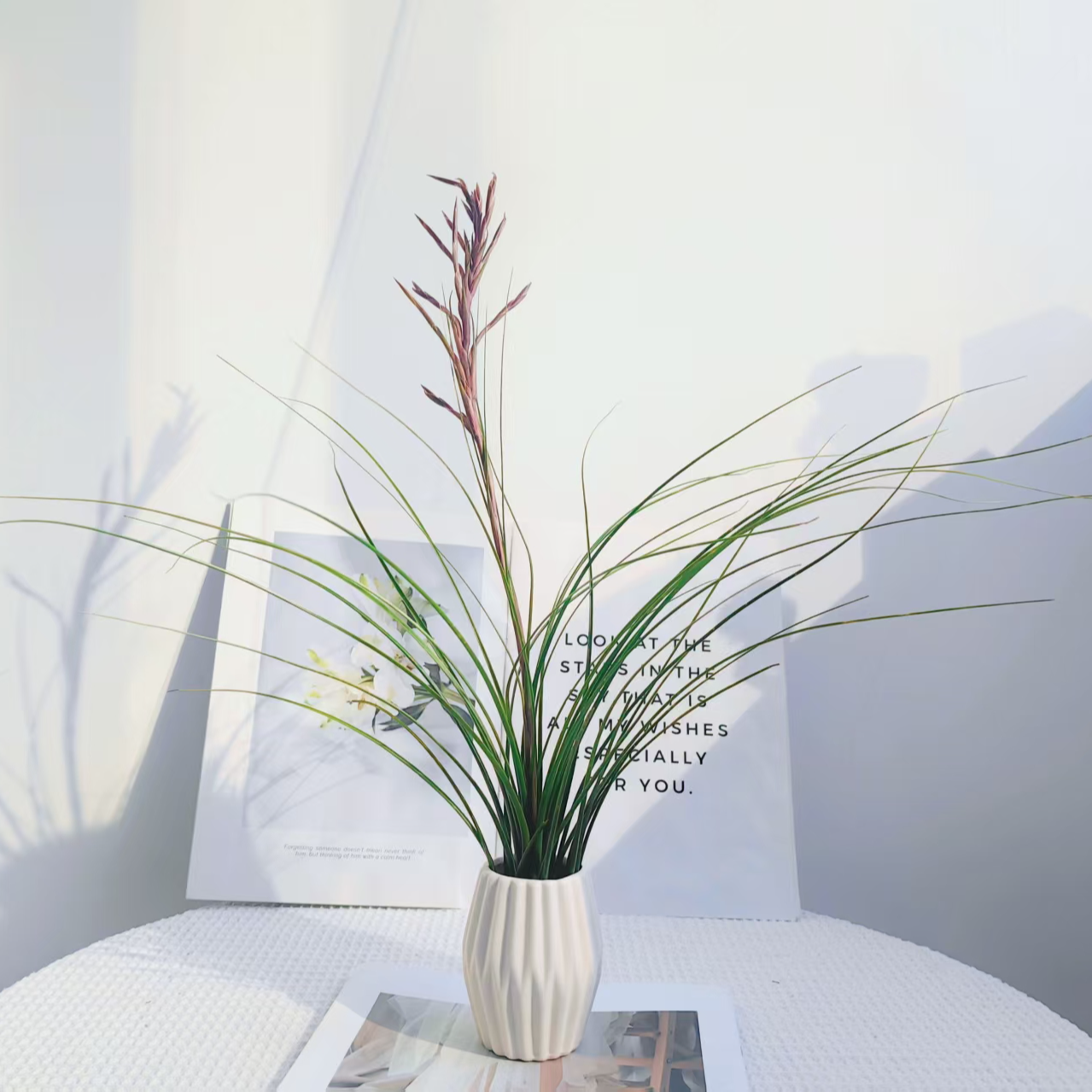 空气凤梨  稀有品种三色珠 室内绿植 无土栽培 净化空气 干净好养