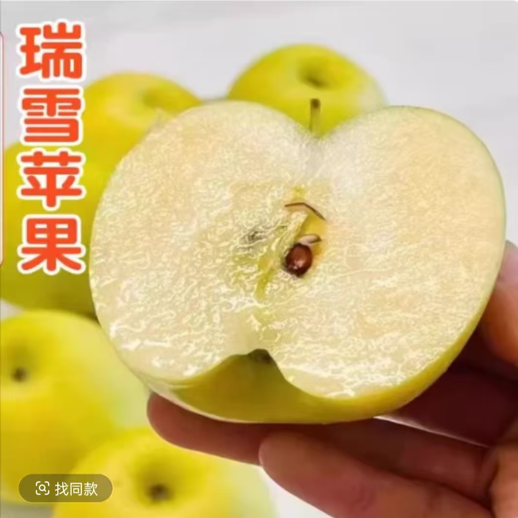 正宗瑞雪苹果树苗特大嫁接晚熟苹果苗脆甜南方北方可种植当年结果
