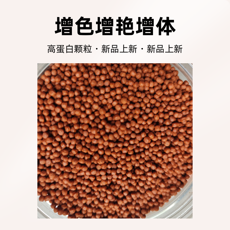 罗汉鱼大苗 增色增艳增体高蛋白三合一小颗粒观赏鱼食