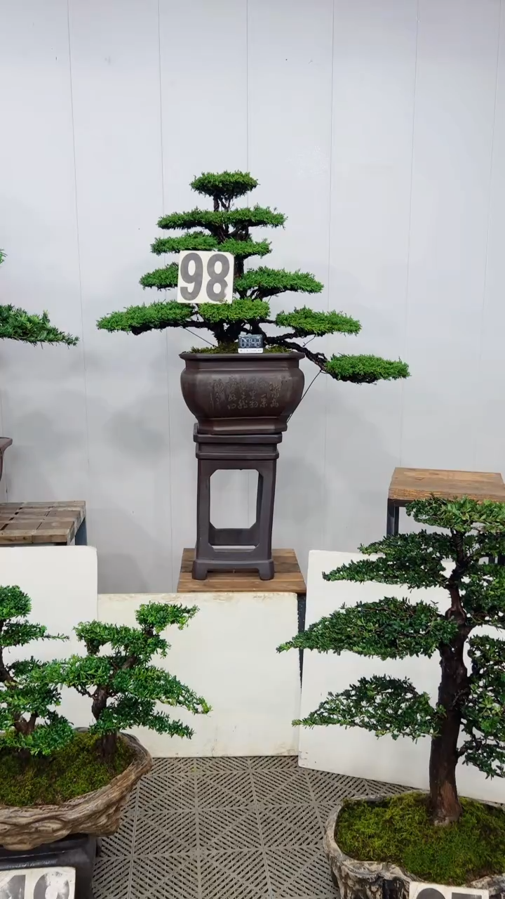 无花朵造型盆景一物一拍