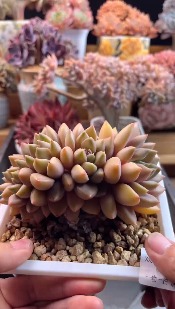 【闪购商品】3.7-22红象牙