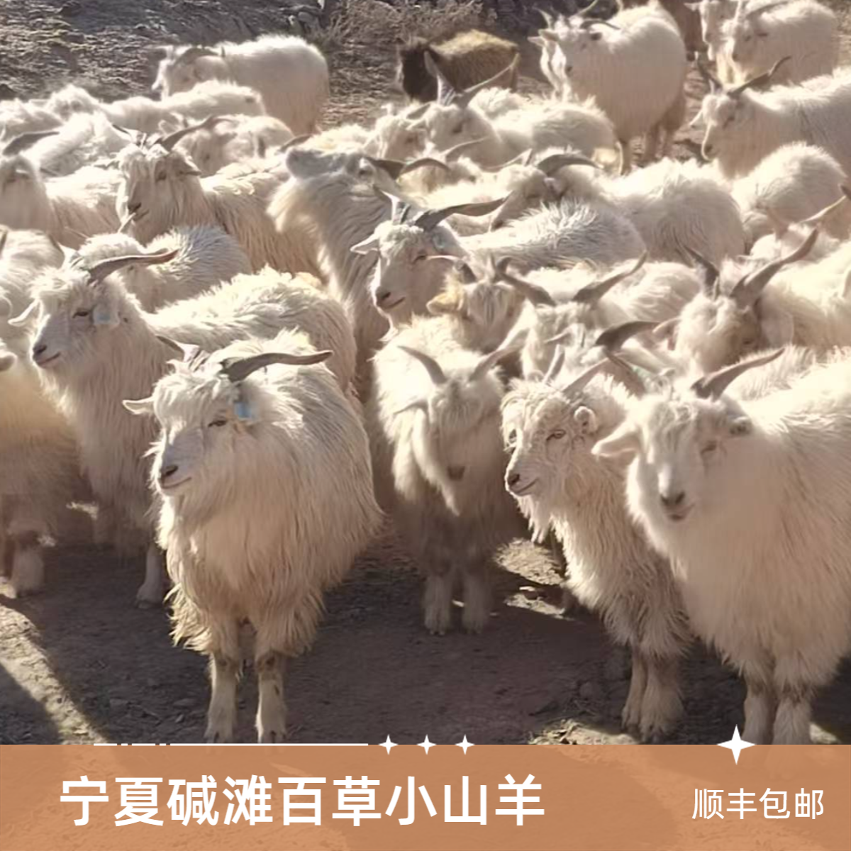 宁夏碱滩百草小山羊肉质鲜嫩奶香不腥不膻半羊3-9公斤整扇50%腿排