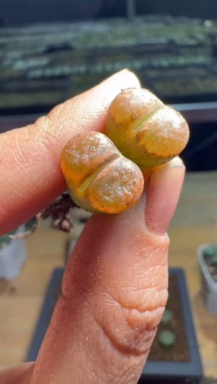 【闪购商品】15-288