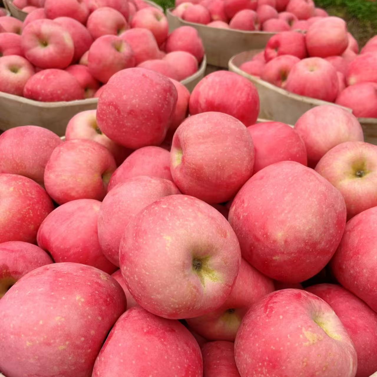 【达吾水果】烟台栖霞红富士苹果8斤装